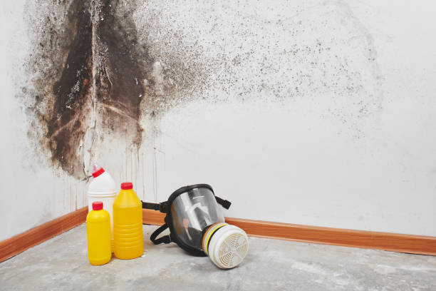 Best Certified Mold Removal  in Raymond, MS