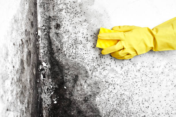 Best Black Mold Removal  in Raymond, MS