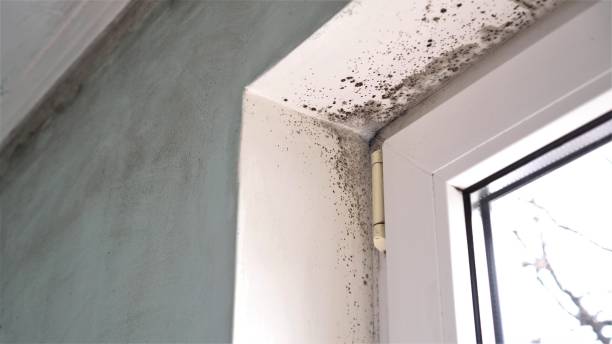 Best Home Mold Removal  in Raymond, MS