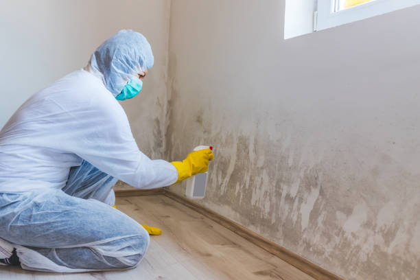 Best Mold Remediation Experts  in Raymond, MS
