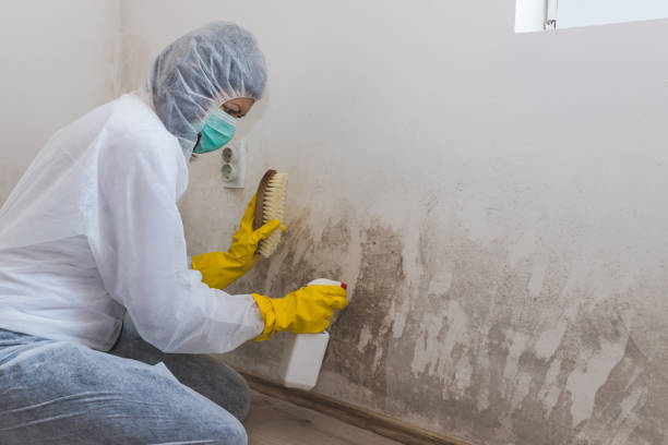 Best Fast Mold Removal  in Raymond, MS