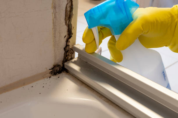 Professional Mold Removal in Raymond, MS