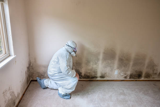 Best Same-Day Mold Removal  in Raymond, MS