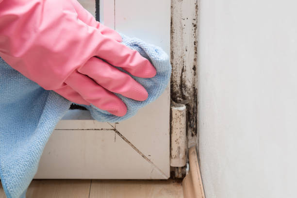 Best Mold Removal Company Near Me  in Raymond, MS
