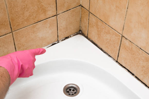 Best Professional Mold Removal  in Raymond, MS