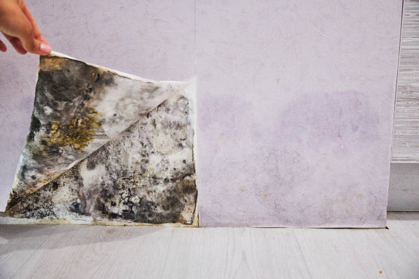 Best Mold Testing and Removal  in Raymond, MS